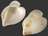 Meiocardia samarangiae