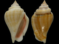 Variation218271