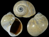 Variation218314