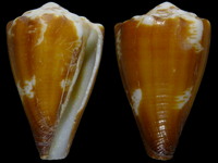 Conus gladiator