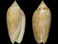 Oliva venulata