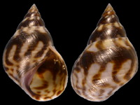 Variation218347