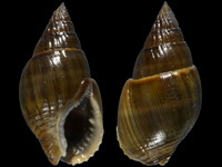 Nassarius olivaceus