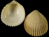 Vasticardium pectiniforme