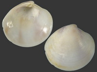 Variation318390