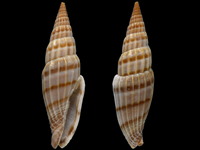 Variation318476