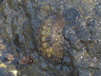 Acanthopleura vaillantii