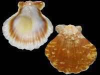 Variation218521