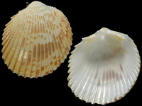 Vasticardium angulatum