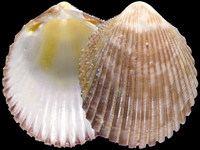 Variation418523