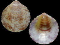 Variation318529