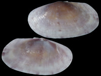 18532
