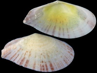 Variation318534
