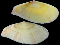 Scutarcopagia verrucosa