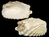 Megacardita preissii