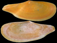 Pharaonella pharaonis