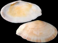 Scutarcopagia pulcherrima