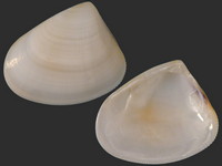 Variation418581