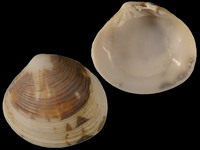 Variation218591