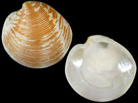 Variation118608