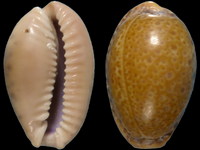 Variation218624