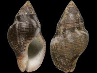 Gemophos viverratus