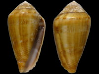 Conus guanche