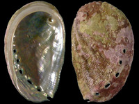 Variation218639