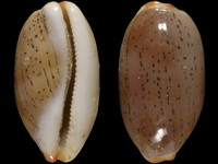 Variation418648