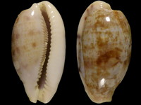 Cypraea teres