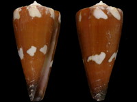 Conus litoglyphus