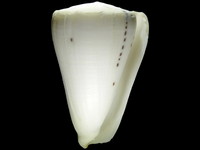 Variation318652