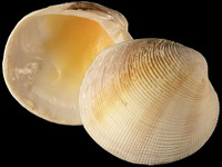 Variation218715