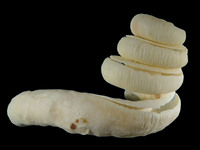 Siliquaria ponderosa