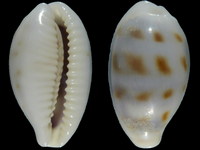 Cypraea pallidula