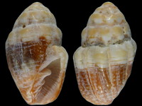 Vexillum patriarchale