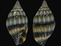 Vexillum cavea