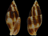 Nebularia ferruginea