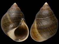 Littorina littorea