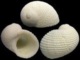 Neritopsis radula