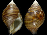 Latirolagena smaragdula