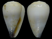 Variation318949