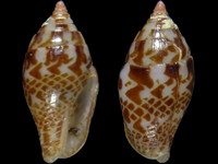 Pyrene obtusa