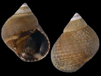 Littorina striata