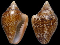 Columbella andasoni