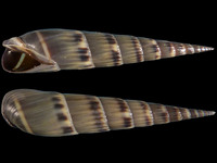 Variation418983