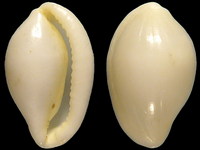 Variation219066