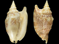 Euprotomus chrysostomus