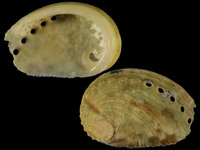 Variation219123