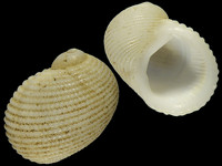 Variation419125